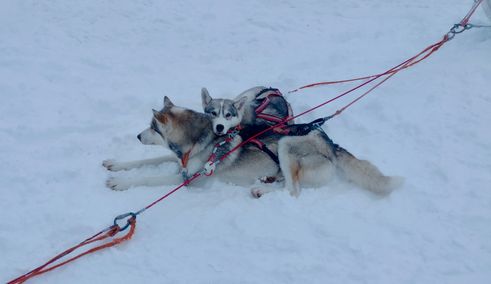 Sledehondenrit groepsreis Zweden